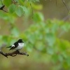 Lejsek cernohlavy - Ficedula hypoleuca - Pied Flycatcher 0044